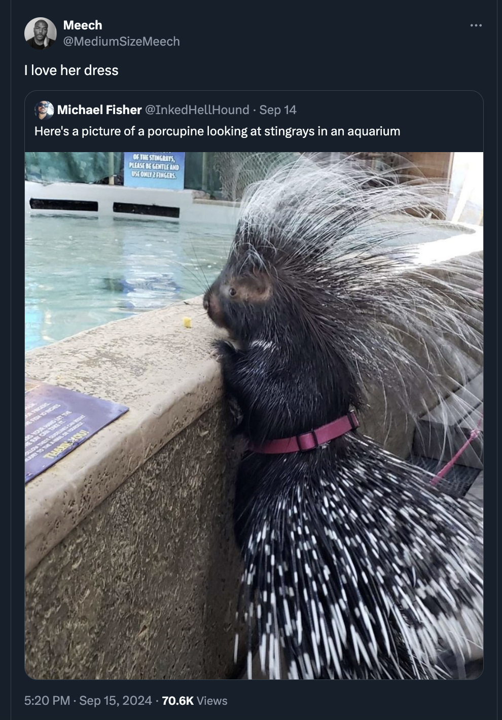 capybara - Meech SizeMeech I love her dress Michael Fisher Inked HellHound Sep 14 Here's a picture of a porcupine looking at stingrays in an aquarium Views